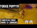 5 MONTH YORKIE PUPPY AND KNOWS 12 COMMANDS - YORKIE TRAINING