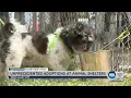 West Valley Animal Shelter Sees Surge In Pet Adoptions