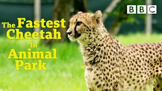 How FAST can Rachel the cheetah run BBC