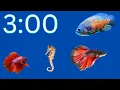 3 Minute Relaxation Timer Beautiful Fish