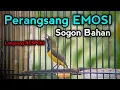 Suara Burung Sogok Ontong Gacor Ngleper Perangsang EMOSI Burung sogon bahan 