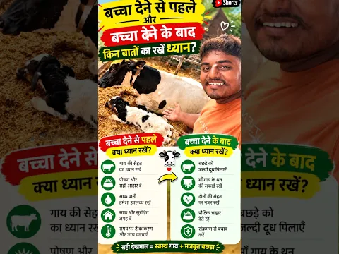 गाय बच्चा देदी #ejjudairyfarm #dairyfarmbihar #cowcalving #cattlefarm #dairybusiness #dairy#trending