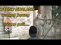 Download Lagu PAK NO DALANG WAYANG JEPANG LUCUNE POLL|WOKO CHANNEL