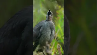 تصنع العش و تسعى في البكور Viral اكسبلور المصحف تجل ي Shortvideo راحة نفسية 