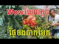Download Lagu Wow ណែនក្តន់ ផ្លែម្លឹងៗ ដីមណ្ឌលគិរីពិតជាល្អមែន