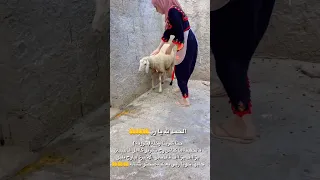 دنيا السطايفية مع كبش العيد دنيا السطايفية 