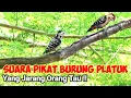 Download Lagu Suara Pikat Pelatuk Sampit||Pelatuk Beras||Pelatuk Ulam Terbaru 2024