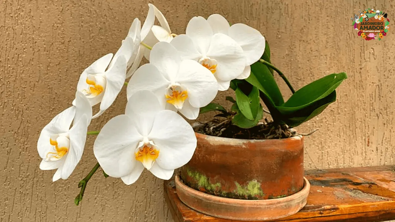 ADUBAÇÃO DE ORQUÍDEAS QUE ADUBO ORGÂNICO USAR