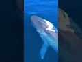 Lagu Il s'est fait AVALER PAR UNE BALEINE. La baleine bleue part.2
