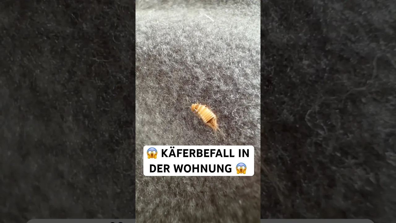 Käferbefall erkennen, Käfer bestimmen und richtig bekämpfen. So geht’s mit Silberkraft! 🐞