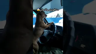 ويعيبوا فيا بتوع امبارح      رحلة النمو  اكسبلور  اهميه        دندنها