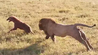 male lion attacks over 20 hyenas
