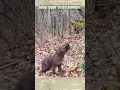 Download Lagu suara anak serigala #wolf #wolfs #shorts #wolflover #animalsounds