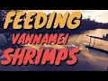 Download Lagu HOW DO I FEED VANNAMEI SHRIMPS