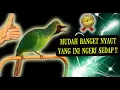 Download Lagu Pancingan Bunyi Burung Cucak Ijo Mewah Mudah Ditiru