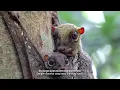 Download Lagu Bako National Park