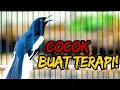 Download Lagu KACER GACOR MEMANGGIL! BURUNGMU AUTO NYAUT!