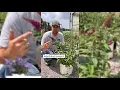 The Invasive Butterfly Bush