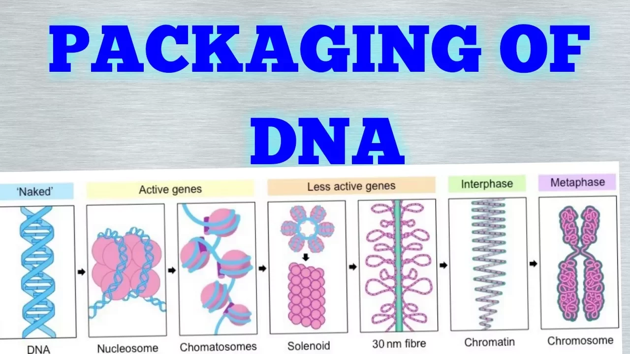 PACKAGING OF DNA (MOLECULAR BASIS OF INHERITANCE) EASY WAY
