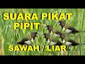 Download Lagu Suara pikat burung pipit paling ampuh untuk mikat pipit hitam dan merah di sawah mp3