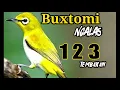 Pleci buxtomi ngalas 123 tembakan cocok untuk masteran