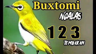 Download Pleci buxtomi ngalas 123 tembakan cocok untuk masteran MP3