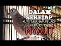 Download Lagu PERKUTUT LOKAL GACOR mbekur bikin EMOSI Lawan jadi Bunyi NYAUT ikut MANGGUNG 
