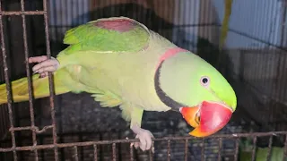 Mithu Parrot Jora Talking So Cute Mithu ka video 