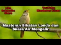Download Lagu MASTERAN BURUNG SIKATAN LONDO DAN SUARA AIR MENGALIR