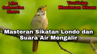 masteran burung sikatan londo dan suara air mengalir