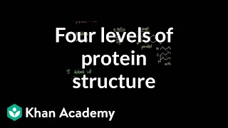 Four levels of protein structure Chemical processes MCAT Khan Academy