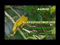 suara pikat burung kutilang sutra terbaru paling ampuh