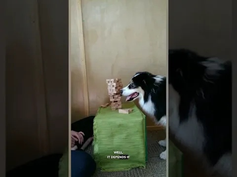 Incredible Dog Play Jenga