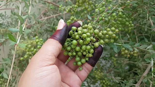 شجرة الحنة حنة البلاد وكيفية الحصول على اللون الغامق ومتى يتم تقطيع الاوراق وتجفيفها 