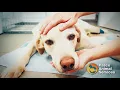 Pasco County Animal Services