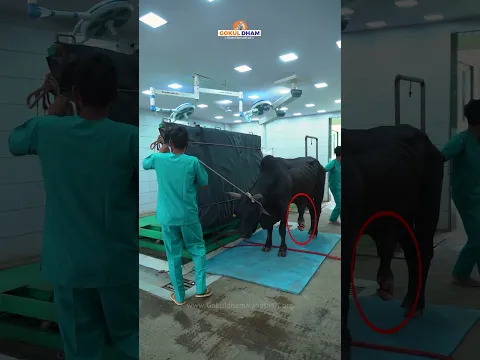 Bull Suffering from a Serious Disease of its Genitals | Painful and Treatment in Gokuldham #shorts