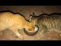 Download Lagu Today the cats is very hungry