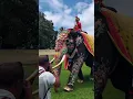 Download Lagu Mysore Dasara 2024 elephant bheema playing in palace #mysoredasara #bheema #elephant