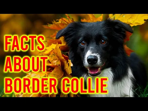 Download MP3 10 Facts About The Border Collie Dog Breed/ Amazing Dogs