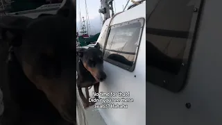 Am walk lol .. #fyp #doberman #pets #sailing