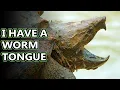 Snapping Turtle facts also alligator vs common snapping turtle Animal Fact Files