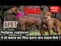 Pedigree APBT American Pitbull terrier in low price APBT for sale