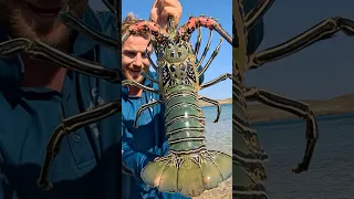 GIANT CRAYFISH! Barehanded Catch