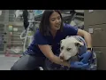 How I Became a Veterinary Surgery Technician Clip
