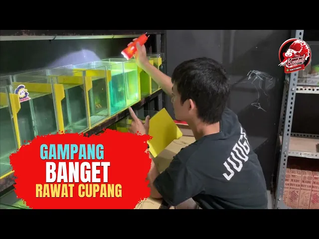 Obat cupang
