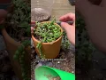 Download Lagu How I repot any of my “string of things” plants #plantcare #plantlovers #plantcaretips