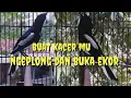 Download Lagu KACER NGEPLONG BUKA EKOR