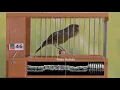 Download Lagu Timbrado Español Original