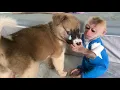 Download Lagu What did baby monkey Jobi do to make puppy cry non-stop and say thank you?