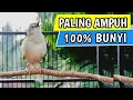 Download Lagu Pancingan Cigun Bahan Agar Bunyi Langsung Ngebren Paling Ampuh